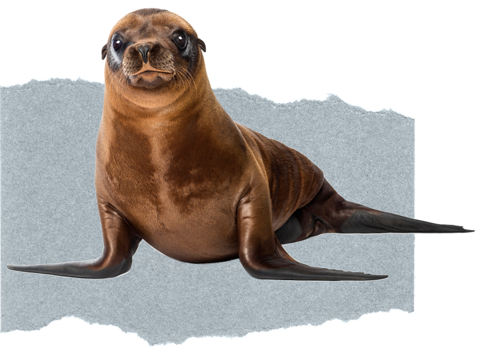 Blog_finalREV Seal fish